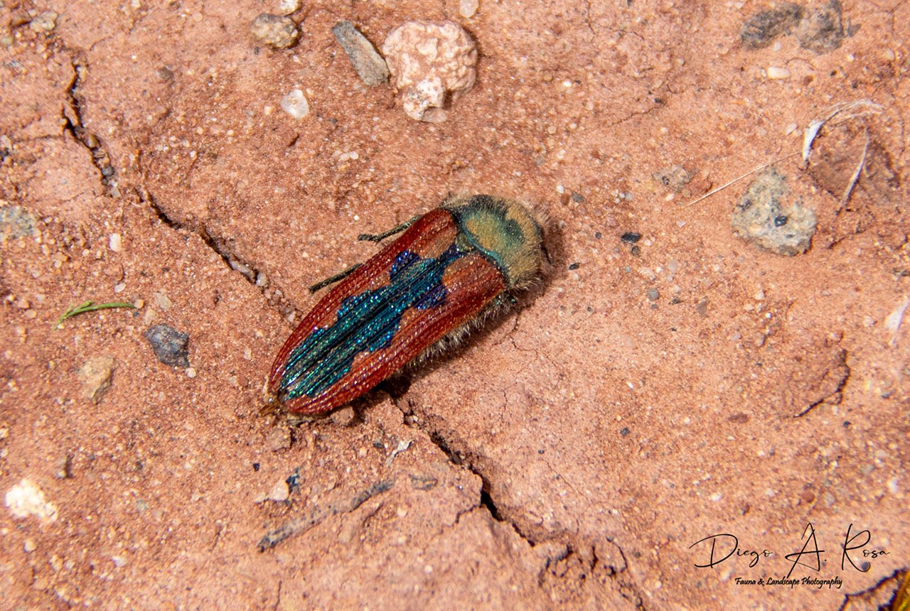 Lasionota&nbsp;bruchi
