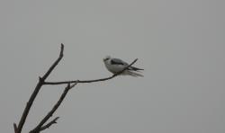 Foto Milano Blanco