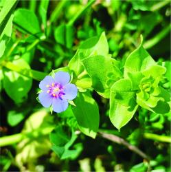 Photo Pimpinela Escarlata