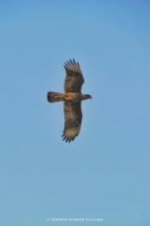 Foto Águila Mora
