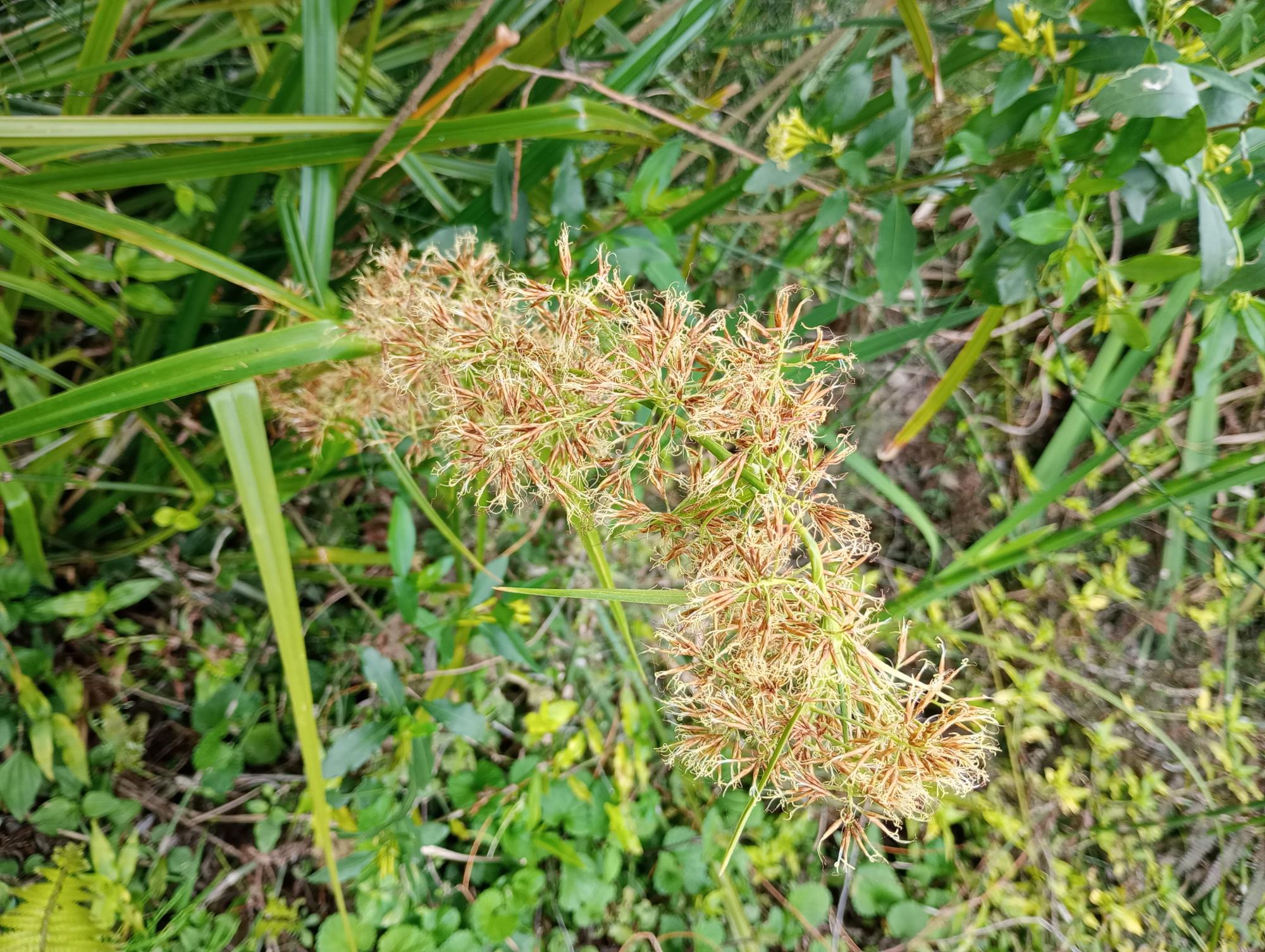 Rhynchospora&nbsp;organensis