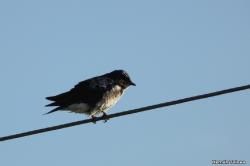 Foto Golondrina Doméstica