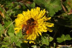 Foto Abeja Europea
