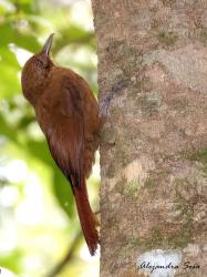 Foto Arapasú