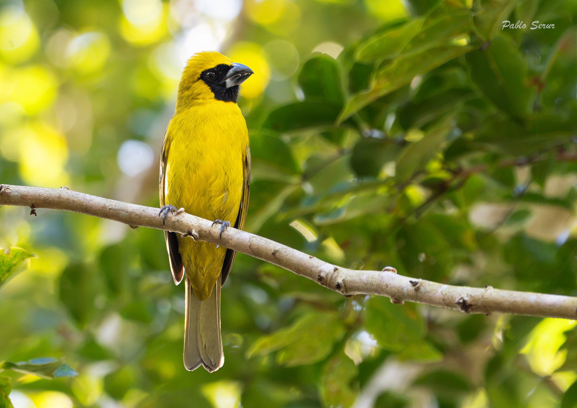 Caryothraustes&nbsp;canadensis
