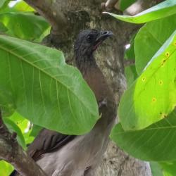 Foto Chachalaca Cabecigrís