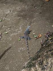 Photo Iguana Rayada