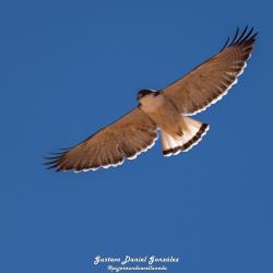 Foto Aguilucho Común
