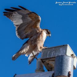 Foto Aguilucho Común