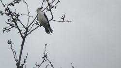 Foto Carpintero Blanco