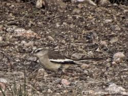 Foto Calandria Real