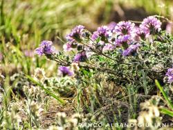 Photo Verbena Amarga