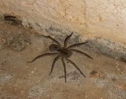 Foto Araña Lobo De Quelíceros Rojos