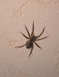 Foto Araña Lobo De Quelíceros Rojos