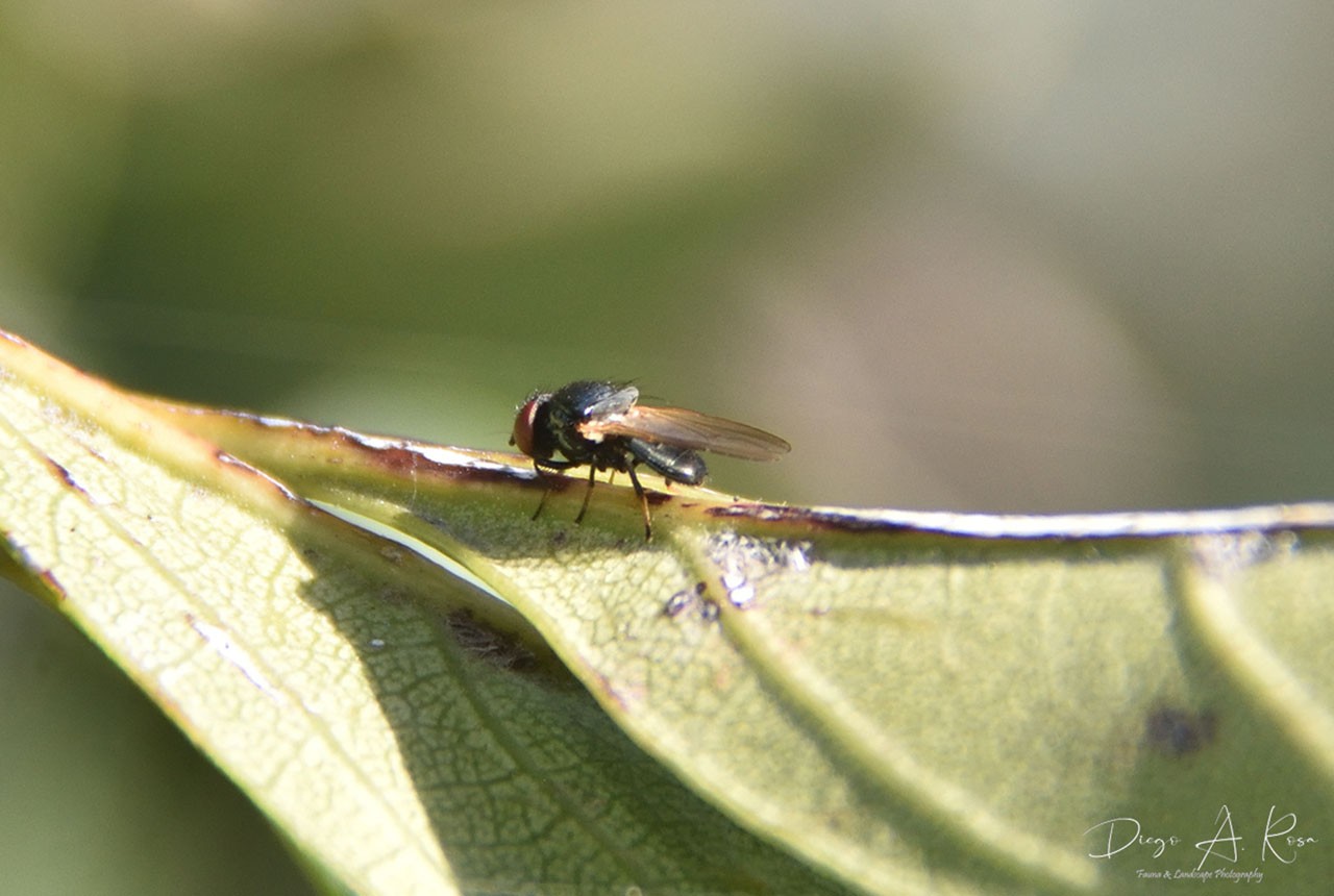 Lonchaea&nbsp;sp.