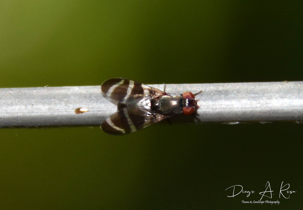 Euxesta&nbsp;obliquestriata