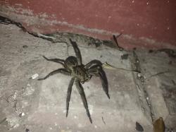 Foto Araña Lobo de Pastizal