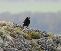 Photo Pico de Plata