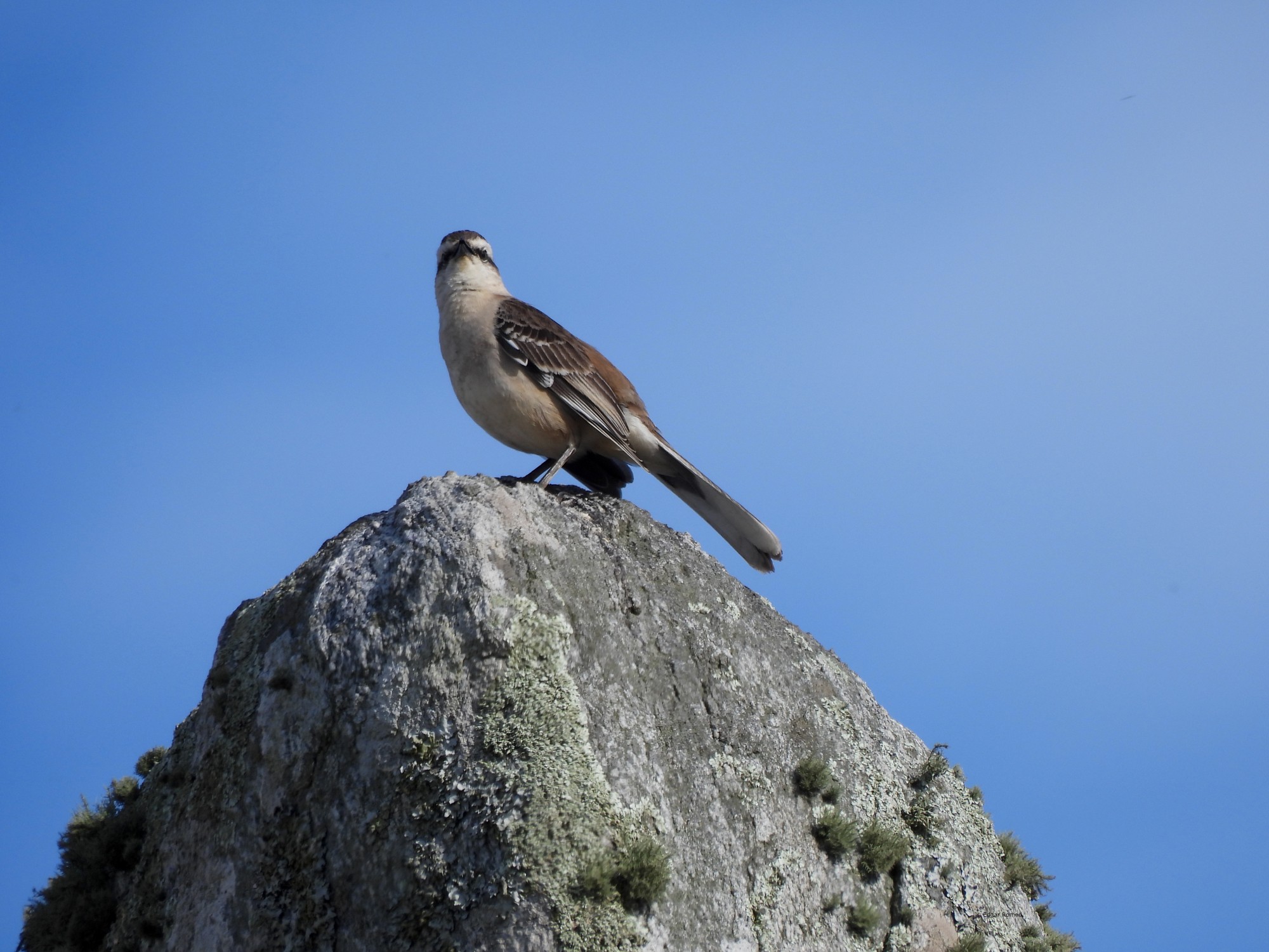 Foto Calandria Grande