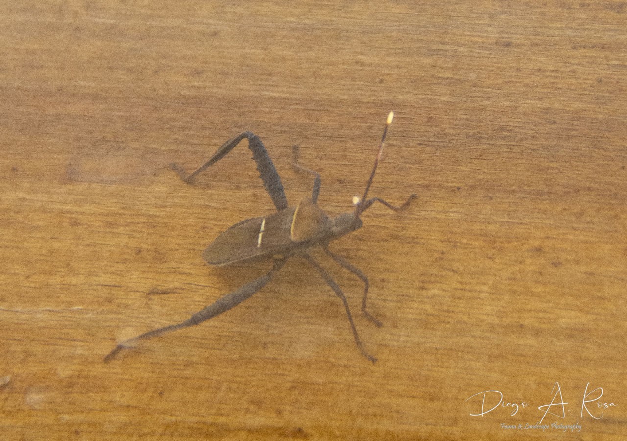 Leptoglossus&nbsp;crassicornis