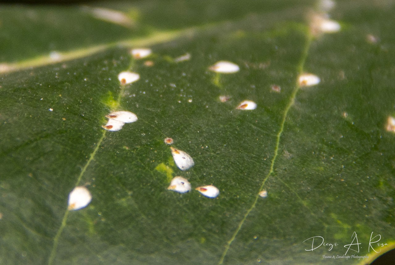 Pseudaulacaspis&nbsp;cockerelli