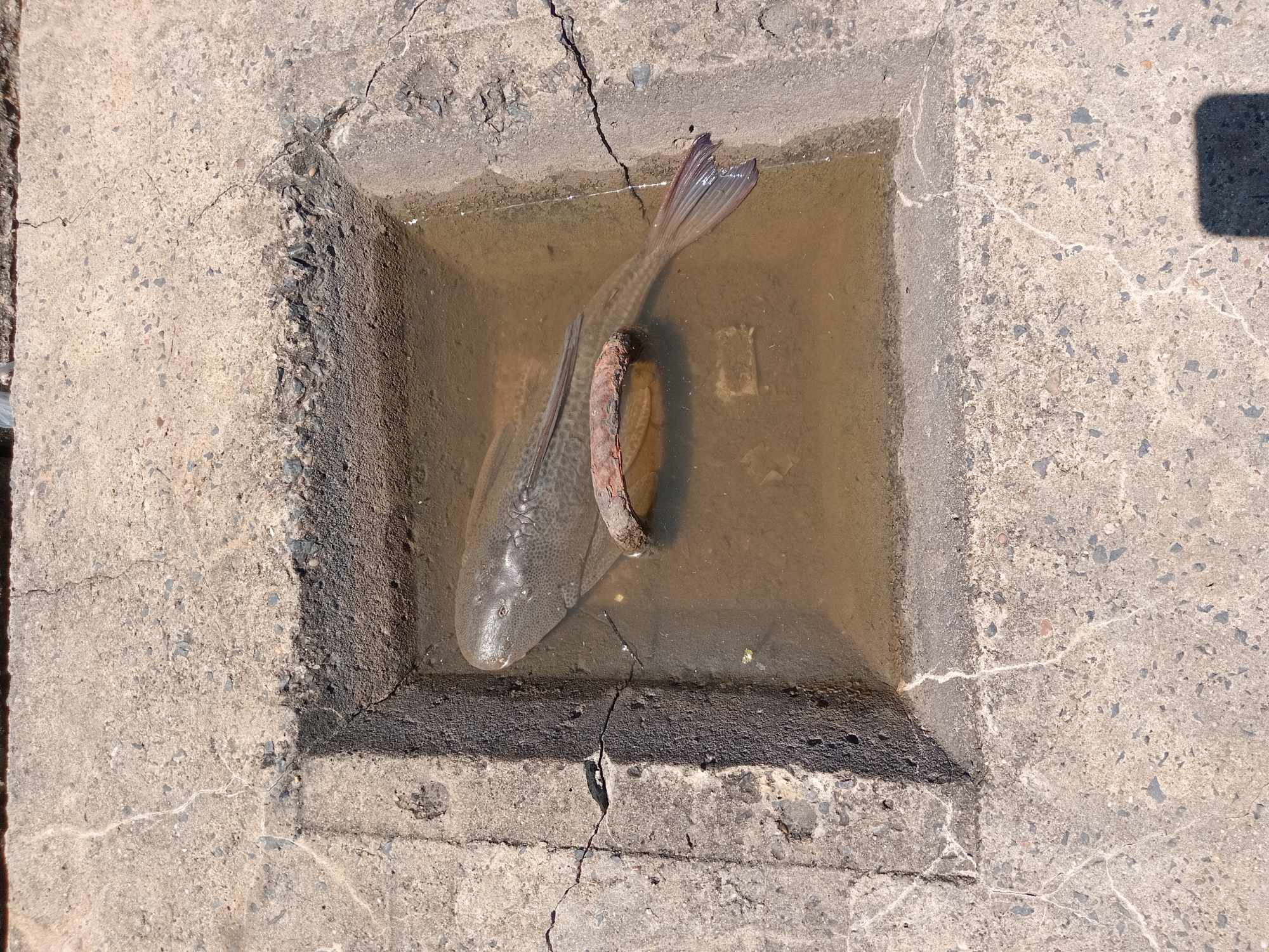 Hypostomus&nbsp;sp.