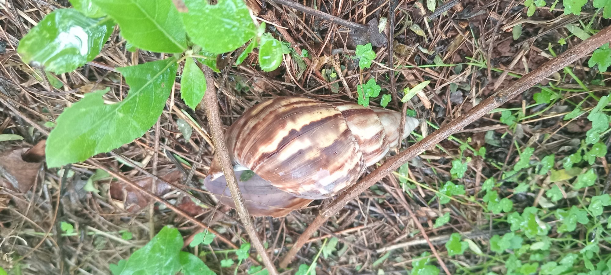 Foto Caracol Gigante Africano