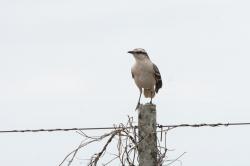 Foto Calandria Grande
