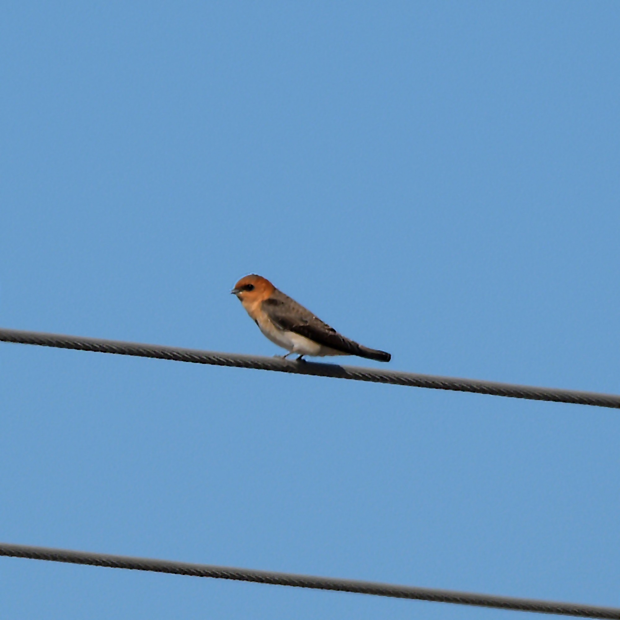 Foto Golondrina Cabeza Rojiza