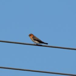 Foto Golondrina Cabeza Rojiza