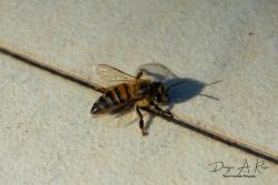 Foto Abeja Europea