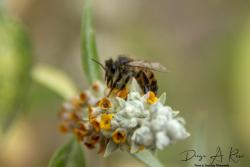 Foto Abeja Europea