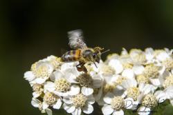 Foto Abeja Europea