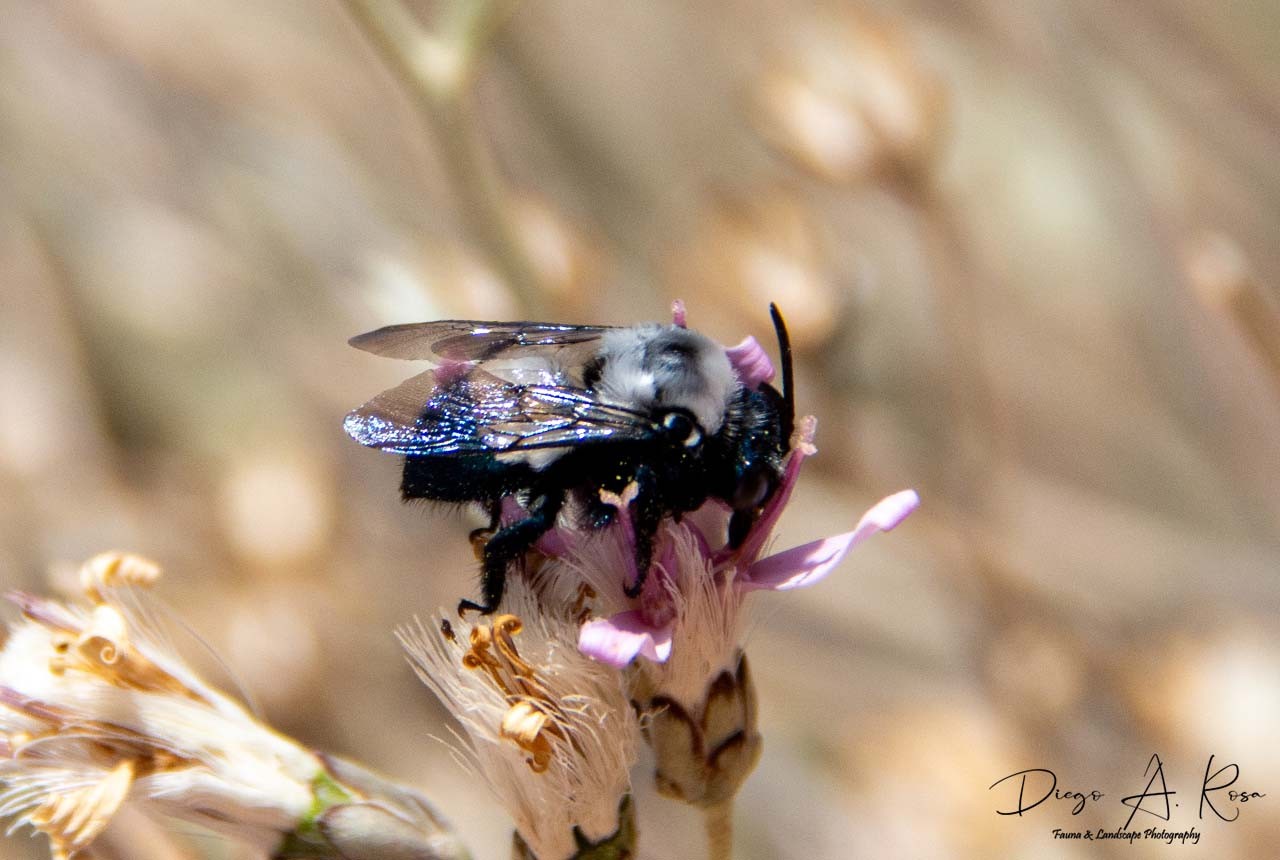 Epiclopus&nbsp;sp.