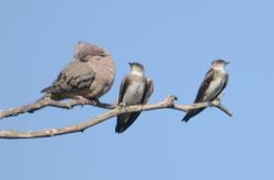 Foto Golondrina Parda