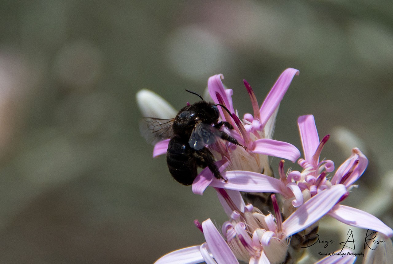 Alloscirtetica&nbsp;sp.