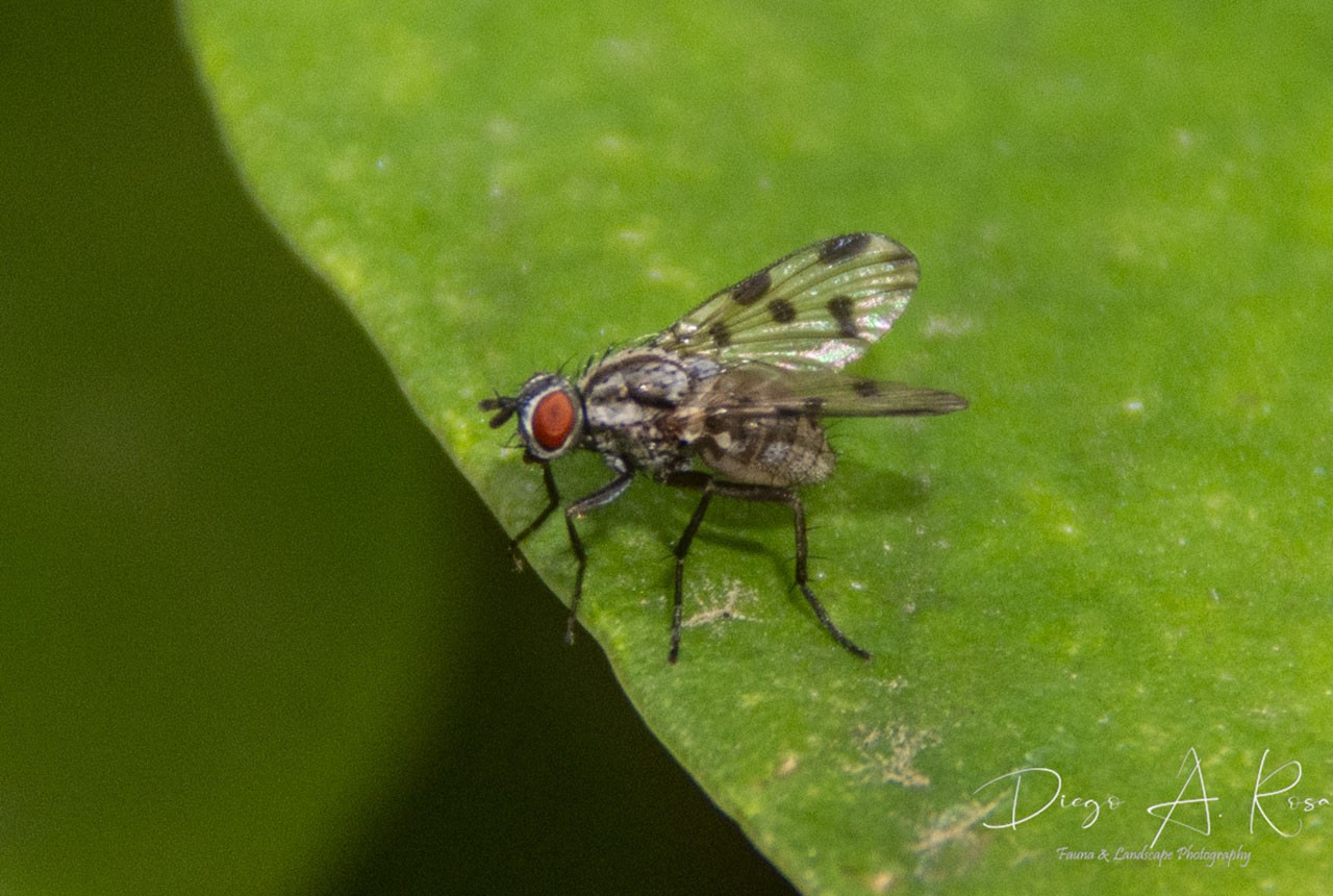 Pegomya&nbsp;sp.