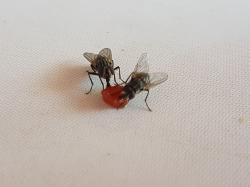 Foto Mosca Doméstica