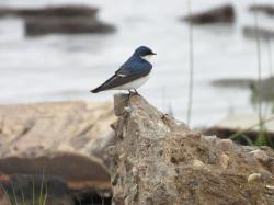 Photo Golondrina Ceja Blanca