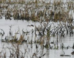 Foto Gaviotín Lagunero