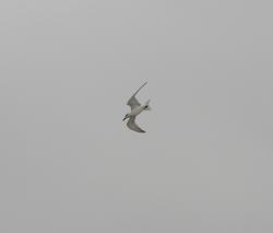 Foto Gaviotín Pico Grueso
