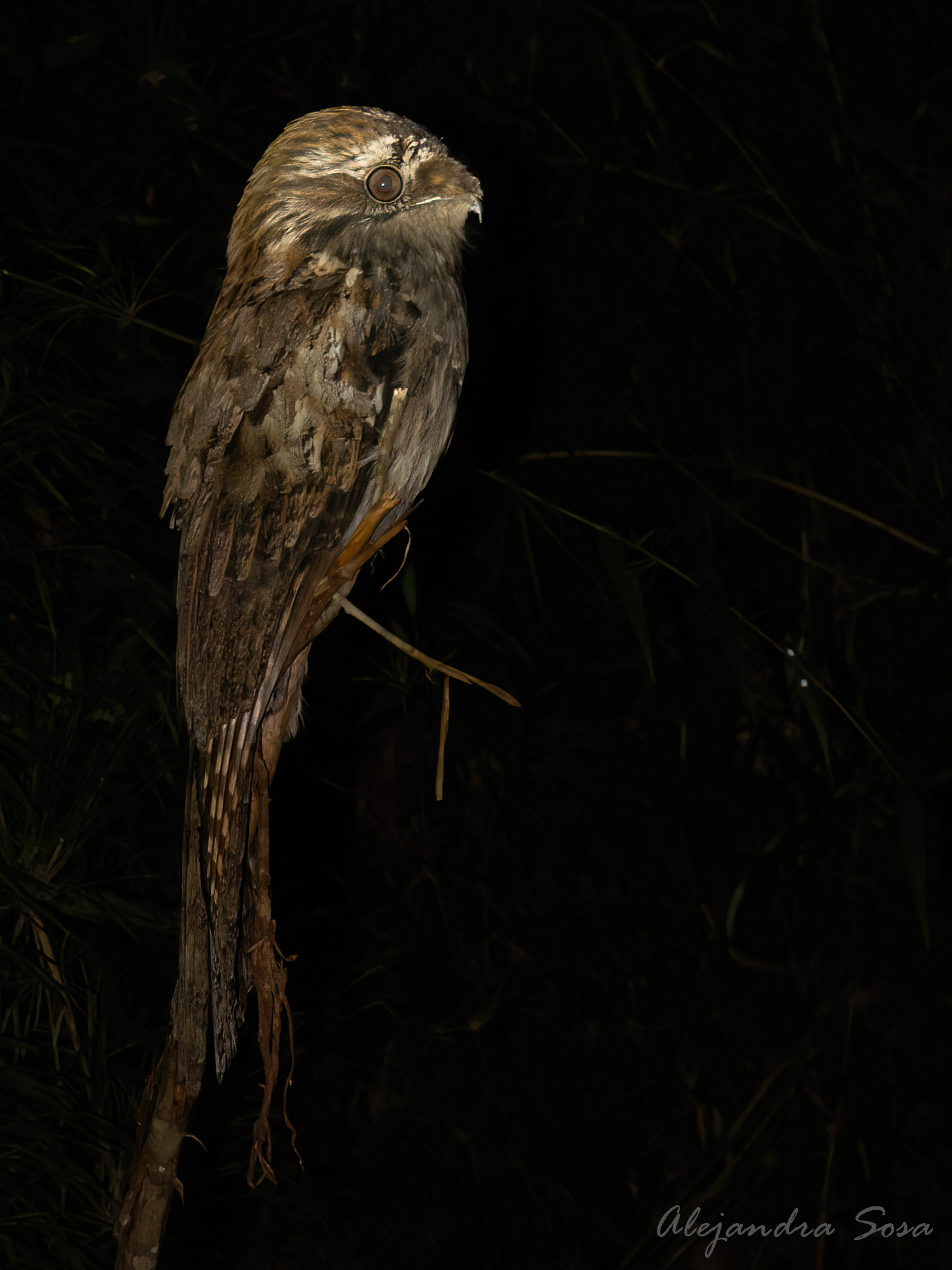 Nyctibius&nbsp;aethereus