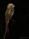  (Nyctibius aethereus)