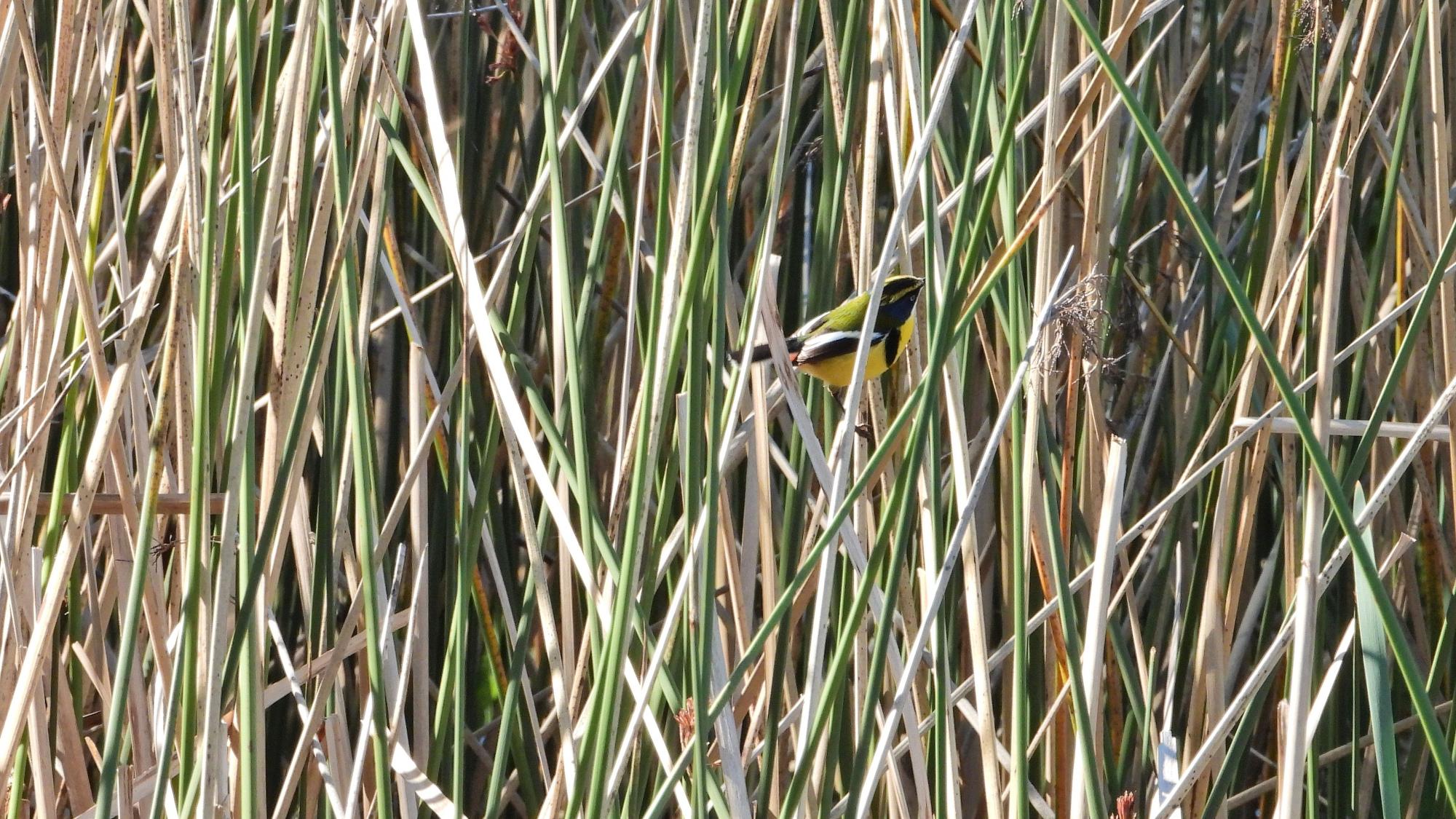 Many-colored Rush Tyrant (Tachuris rubrigastra)