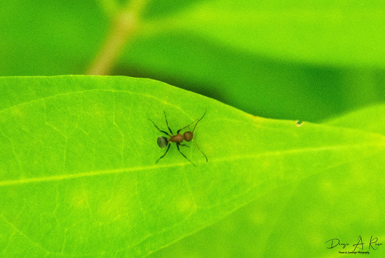 Camponotus&nbsp;planatus