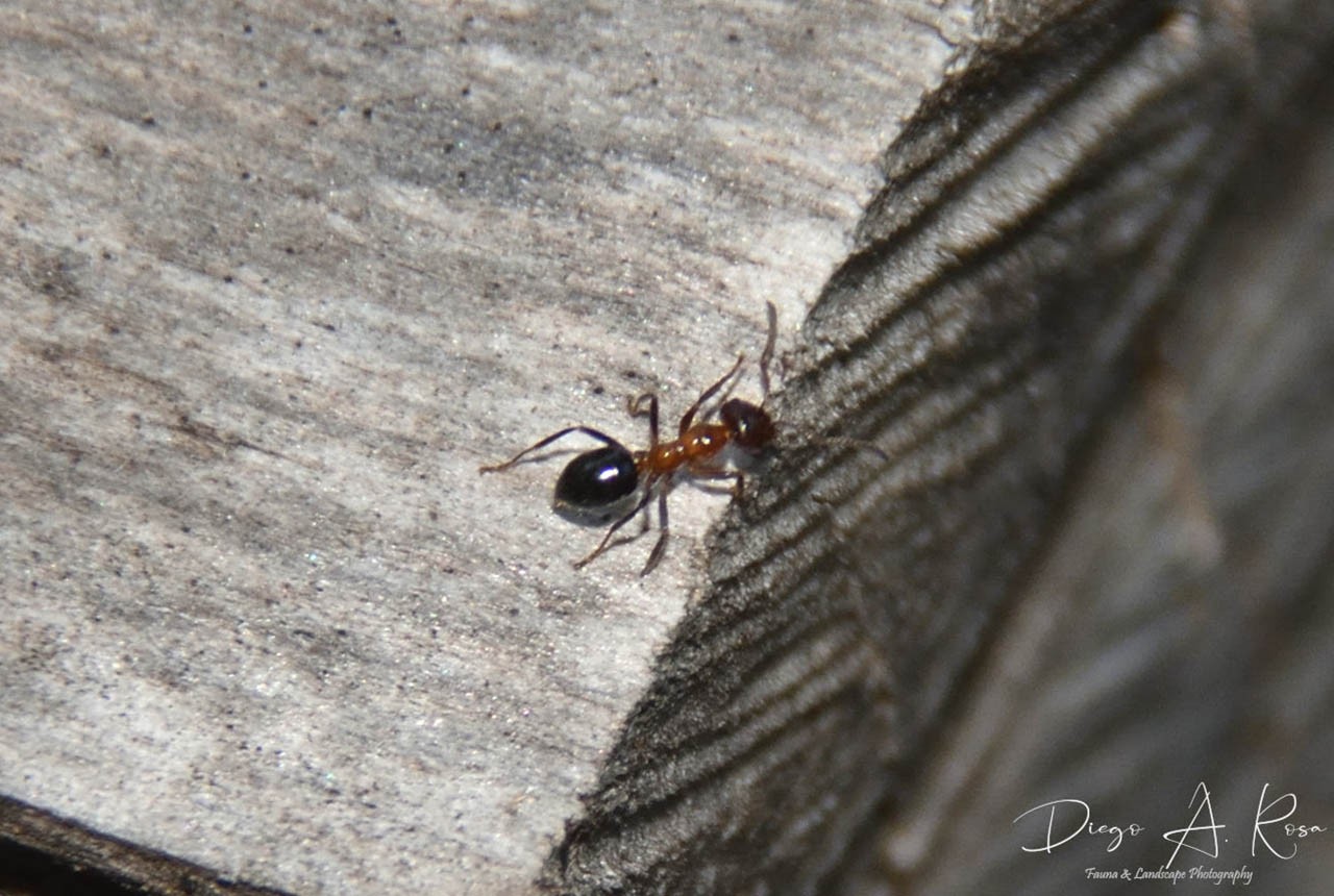 Lasiophanes&nbsp;sp.