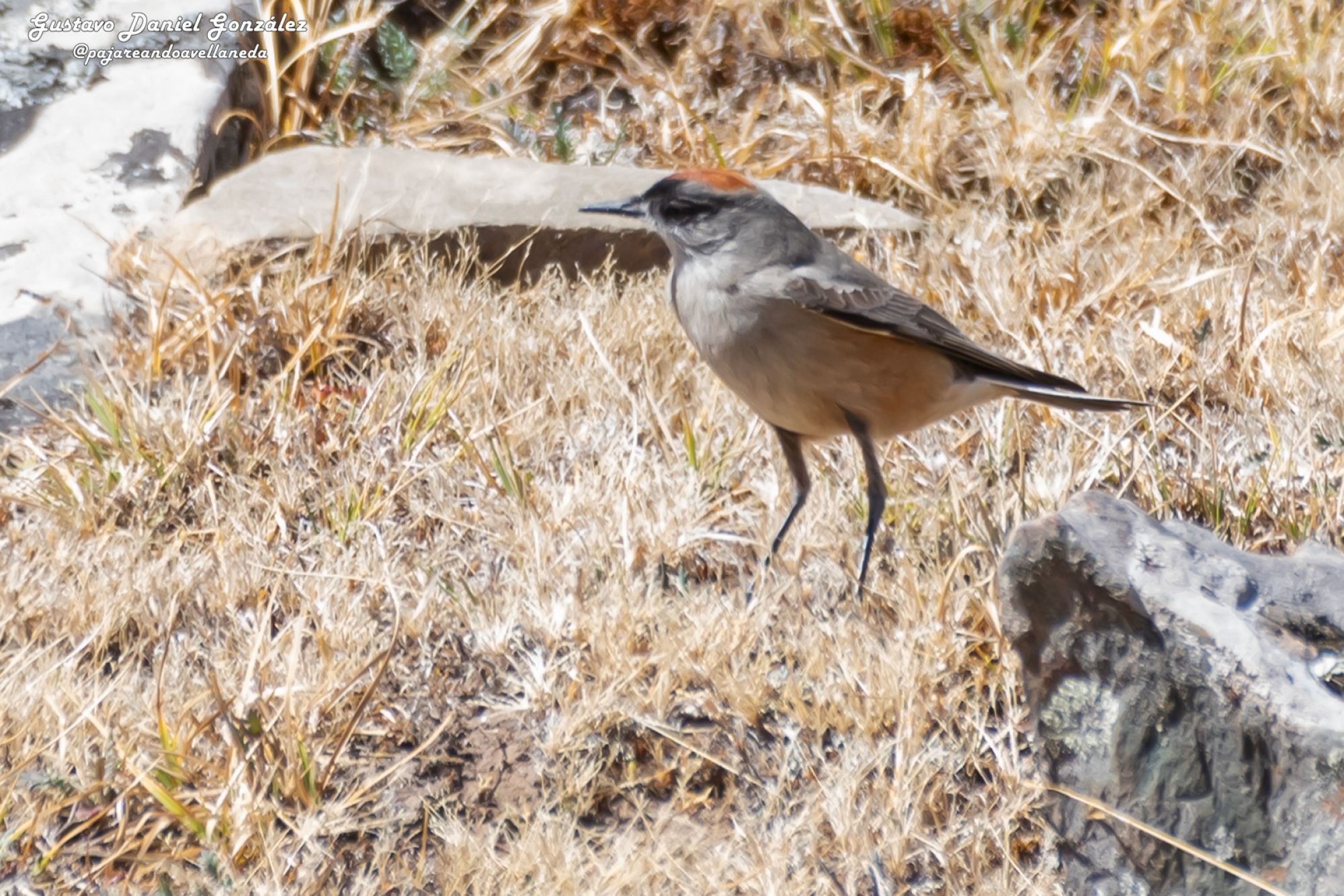 Photo Dormilona Canela