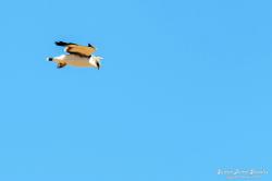 Photo Aguilucho Común