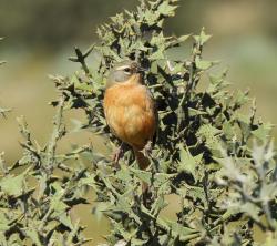 Photo Cachilo Canela