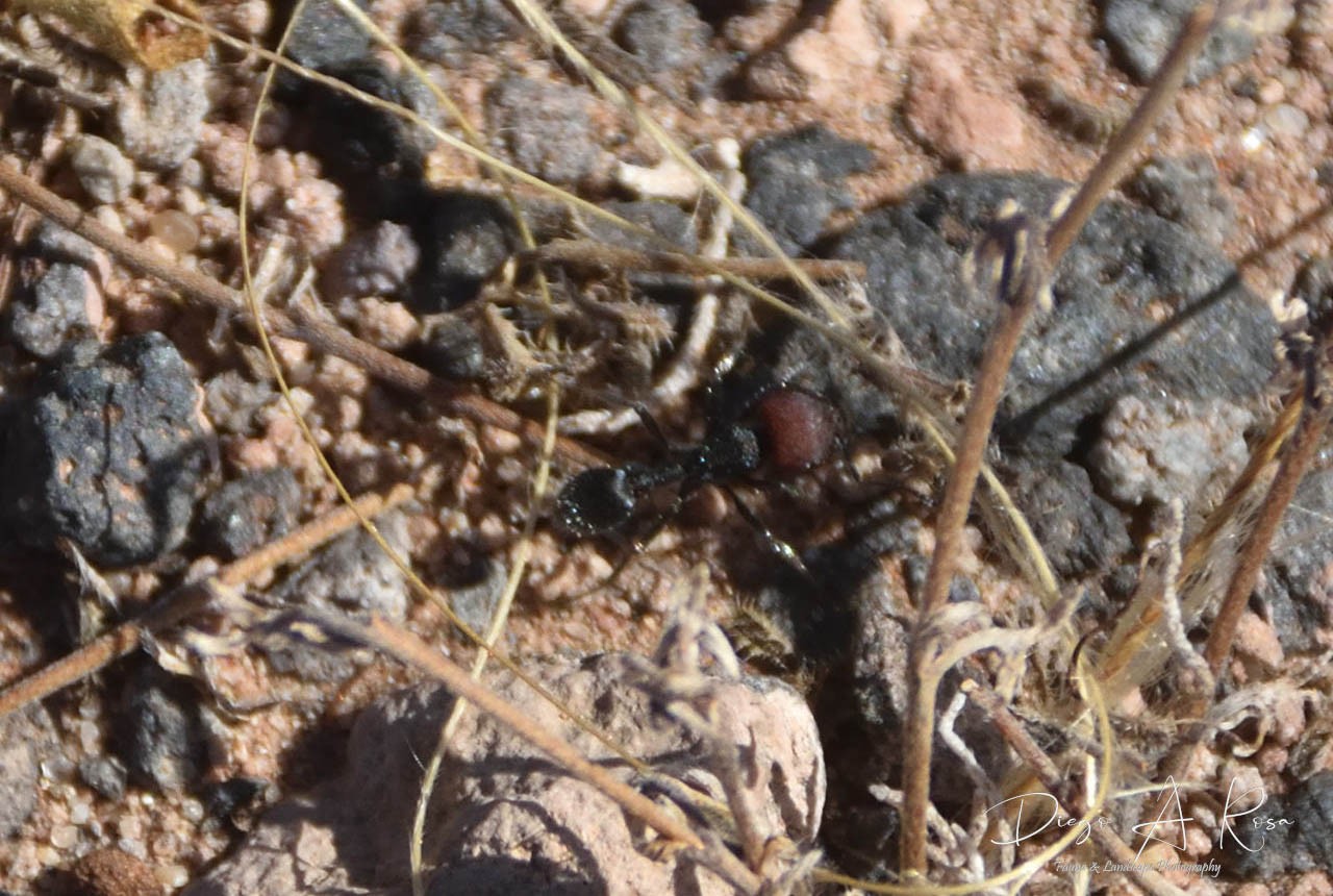 Pogonomyrmex&nbsp;rastratus
